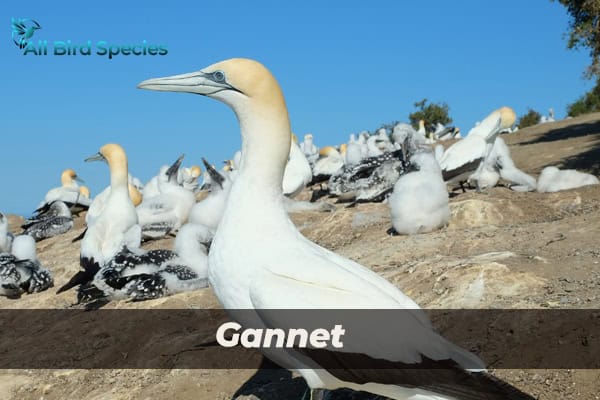 Gannet