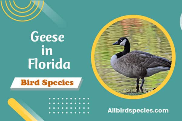 8 Types of Geese in Florida (ID Guide With Photos)