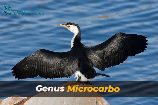 Genus Microcarbo