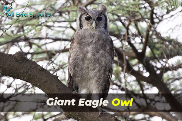 Giant Eagle Owl