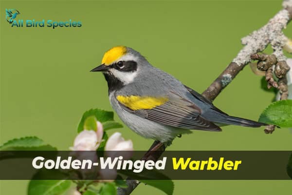 Golden-Winged Warbler