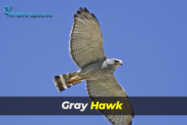 Gray Hawk