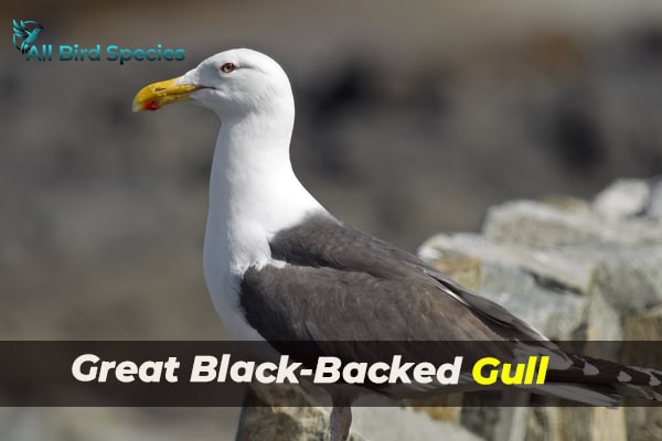 Great Black-Backed Gull