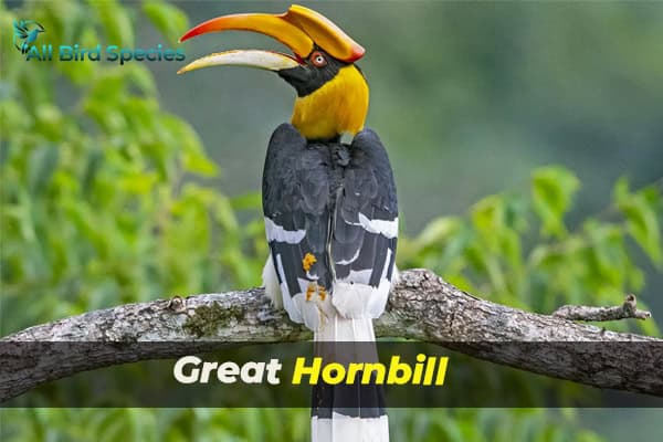 Great Hornbill