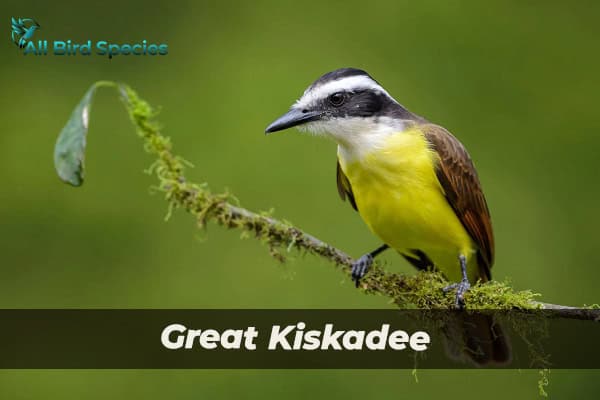 Great Kiskadee