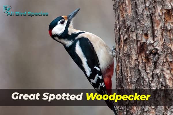 Great Spotted Woodpecker