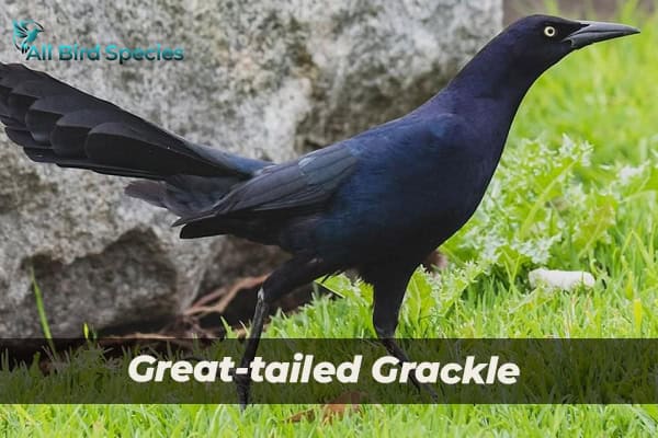 Great-tailed Grackle