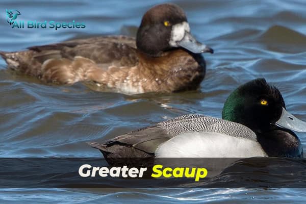 Greater Scaup