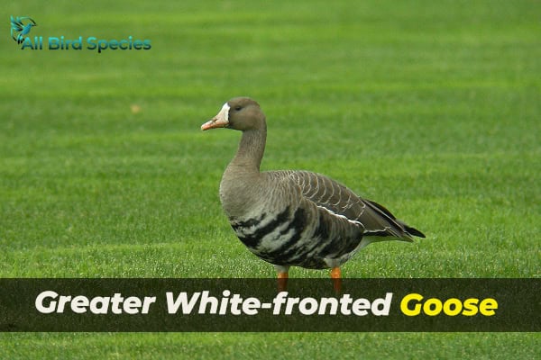 Greater White-fronted Goose