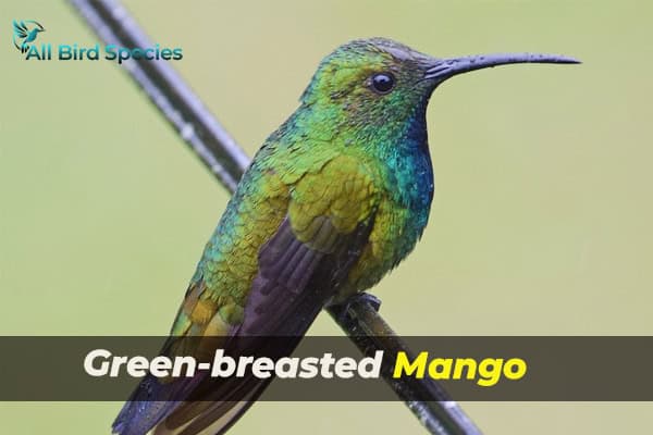 Green-breasted Mango