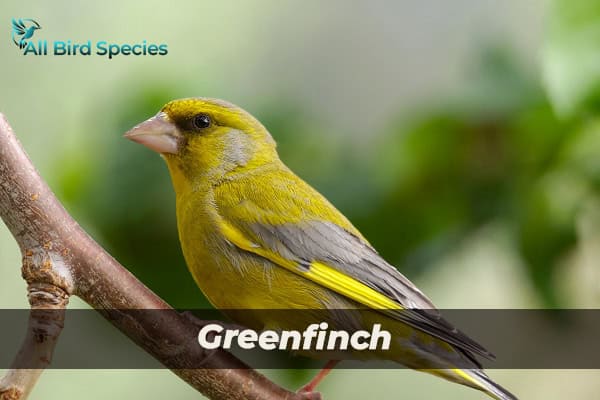 Greenfinch