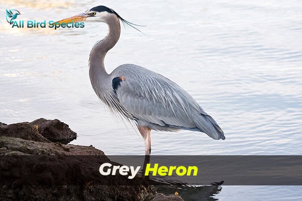 Grey Heron