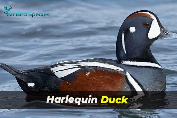 Harlequin Duck