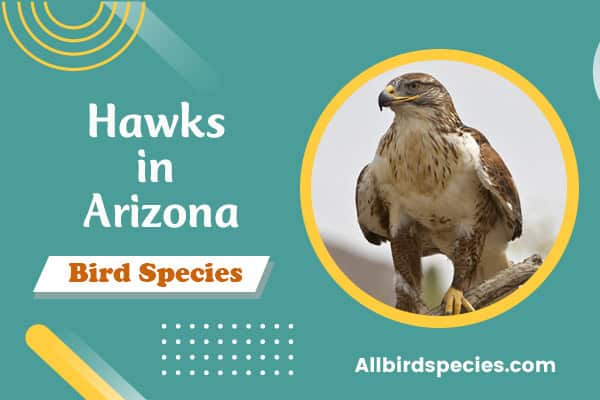 Hawks in Arizona