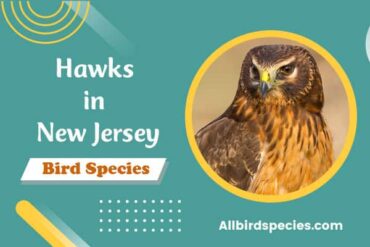 Hawks in New Jersey