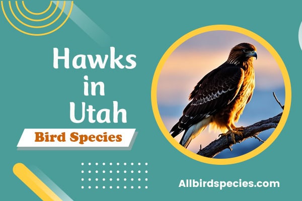 Hawks in Utah