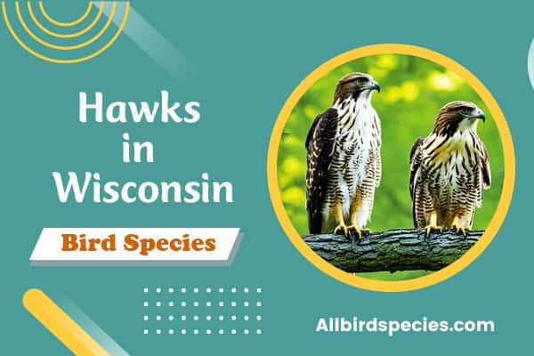 Hawks in Wisconsin