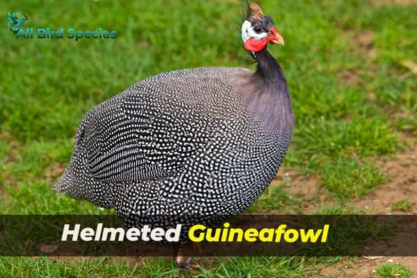 Helmeted Guineafowl