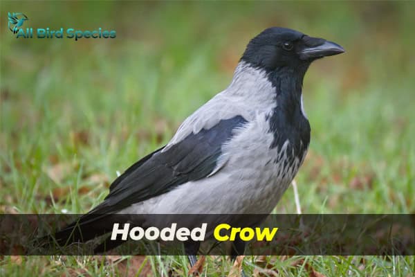 Hooded Crow