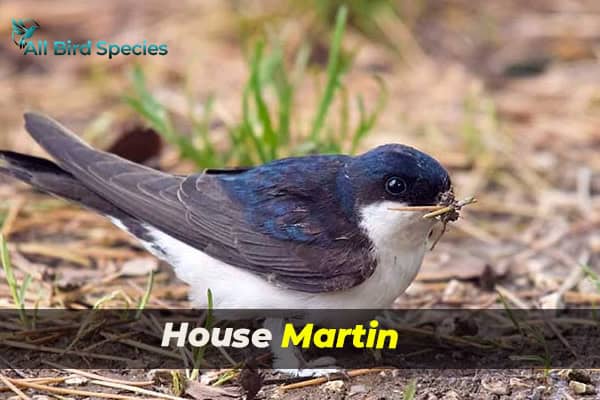 House Martin