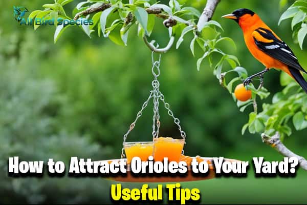 How to Attract Orioles to Your Yard