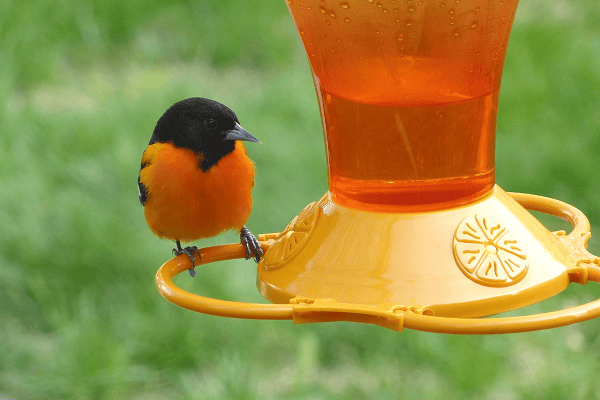 How to attract Baltimore orioles to your bird feeder