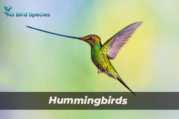 Hummingbirds