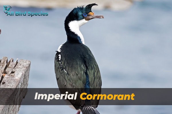 Imperial Cormorant