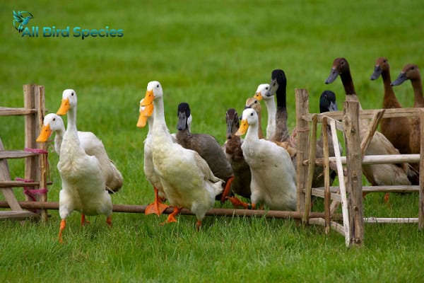 Indian Runner Duck Lifespan and Health