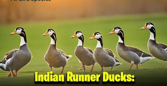 Indian Runner Ducks