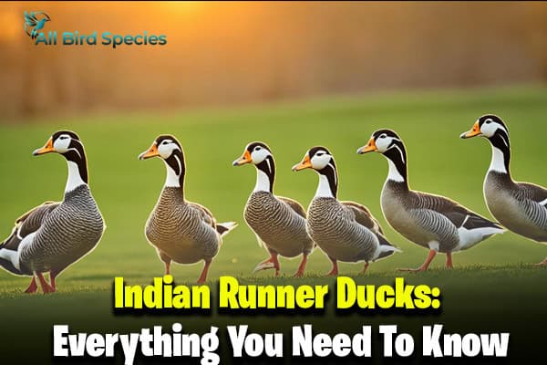 Indian Runner Ducks