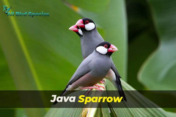 Java Sparrow