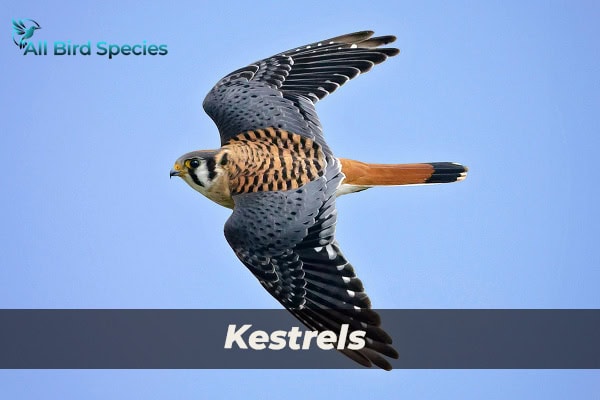 Kestrels