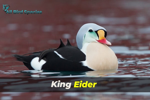 King Eider