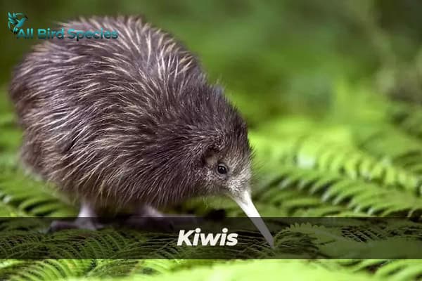 Kiwis