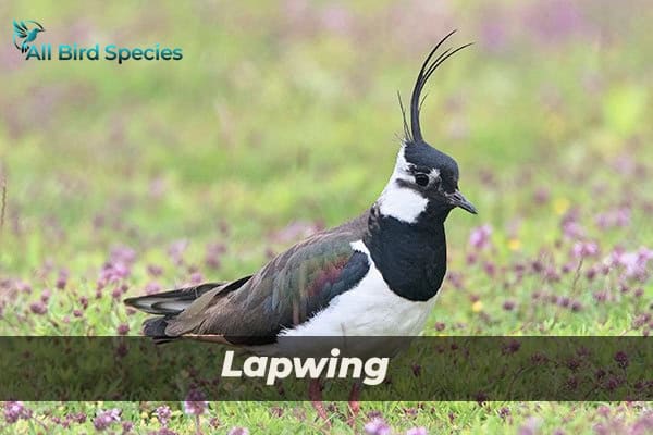 Lapwing