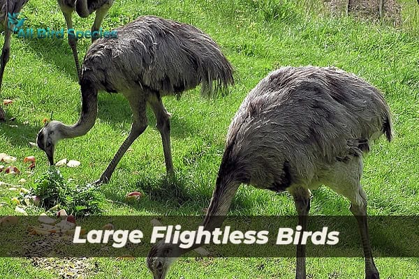 Large Flightless Birds