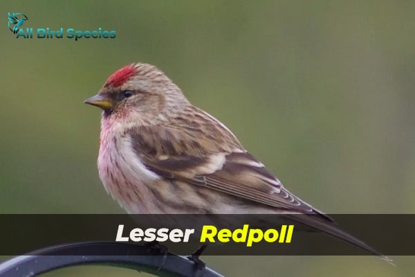 Lesser Redpoll