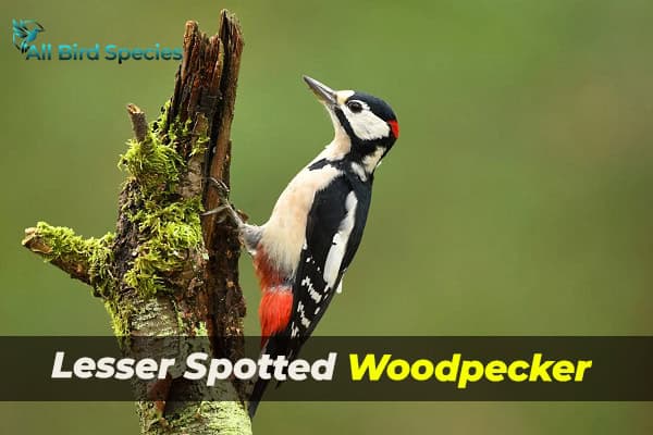 Lesser Spotted Woodpecker