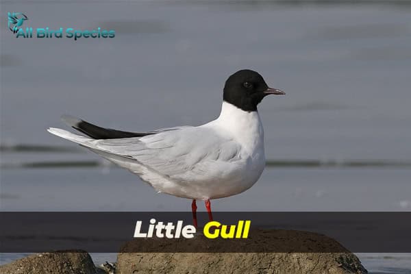 Little Gull