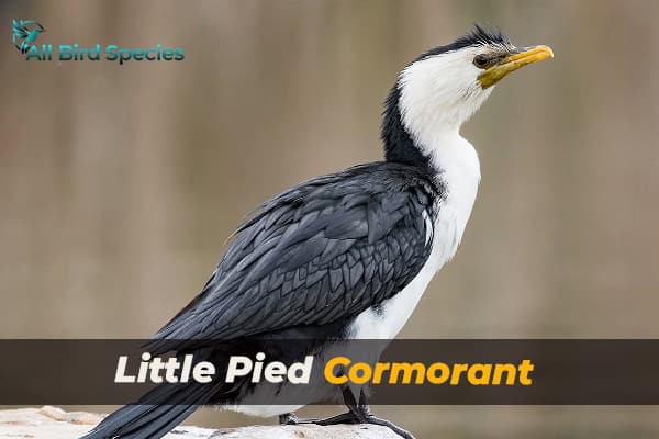 Little Pied Cormorant