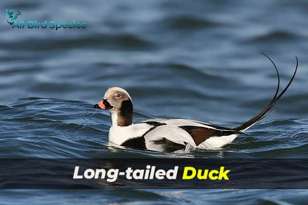 Long-tailed Duck