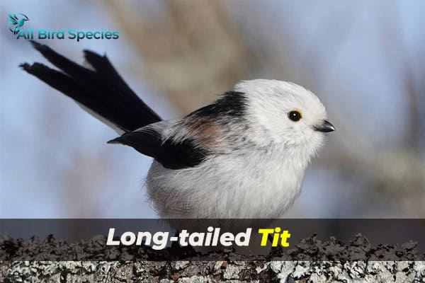 Long-tailed Tit