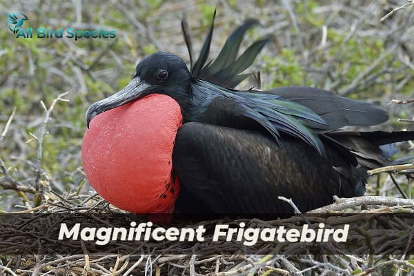 Magnificent Frigatebird