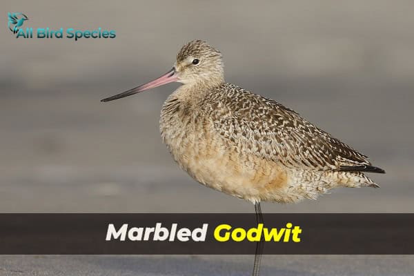 Marbled Godwit