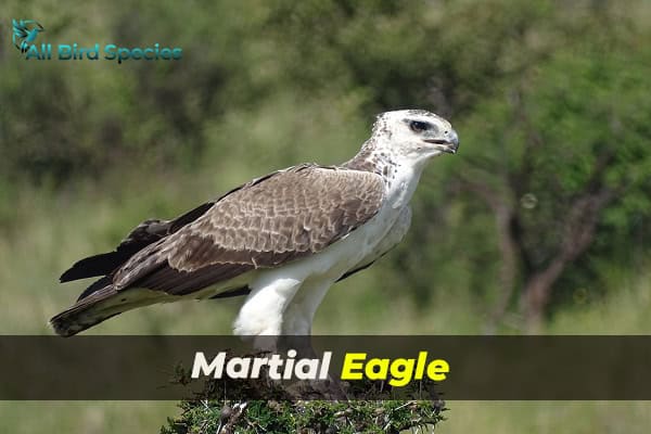 Martial Eagle