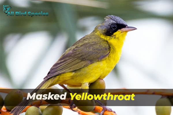 Masked Yellowthroat