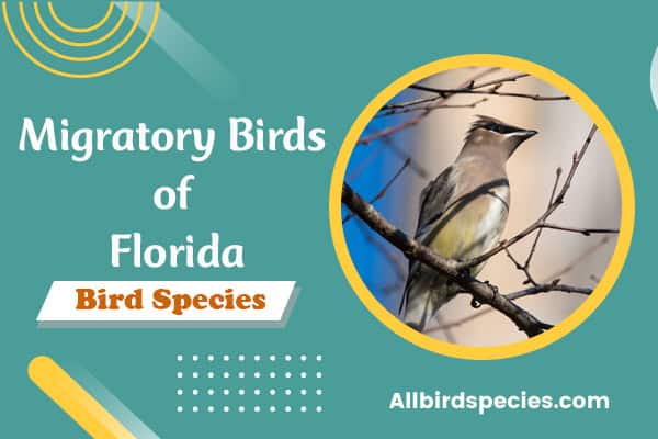 Migratory Birds of Florida