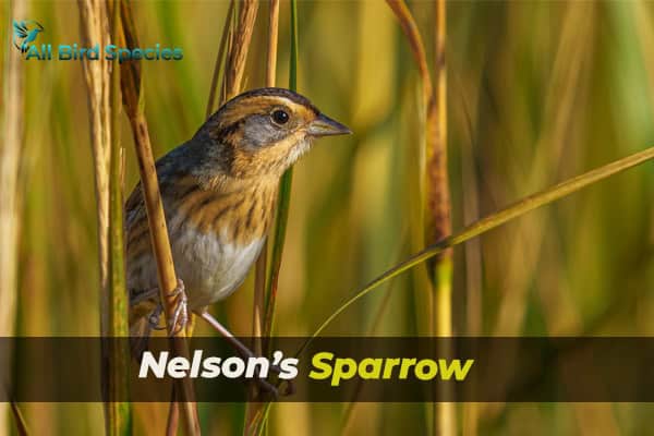 Nelson’s Sparrow