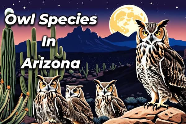 Owls In Arizona